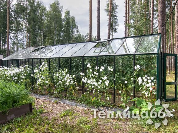 Теплица botanik standard под стекло, ширина 2,8 м